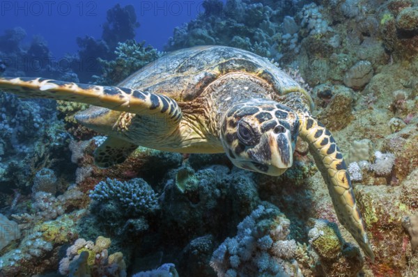 Close-up of Hawksbill sea turtle (Eretmochelys imbricata) searching for food in coral reef, Red