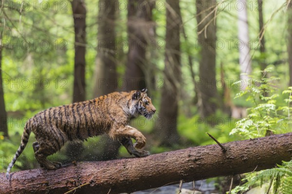 One young female Siberian Tiger, Panthera tigris altaica, crossing a creek deep in a forest over a