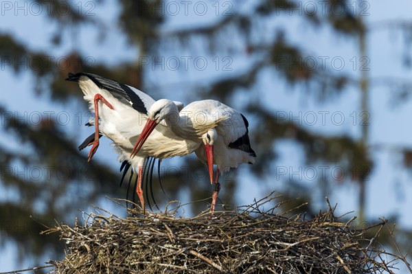 A stork stretches its legs and shows a dynamic pose on a large nest, White Stork (Ciconia ciconia),