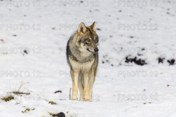 A young grey wolfgrey wolf (Canis lupus lupus) stands on a sloping, snow-covered meadow on a hill
