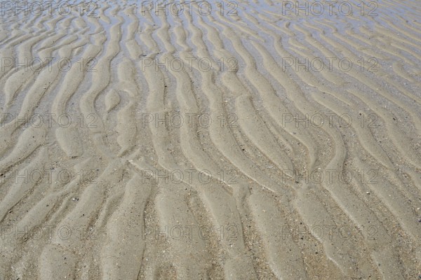 Beach at low tide with wave-like structure, current ripples in wet sand, North Sea, Norderney, East