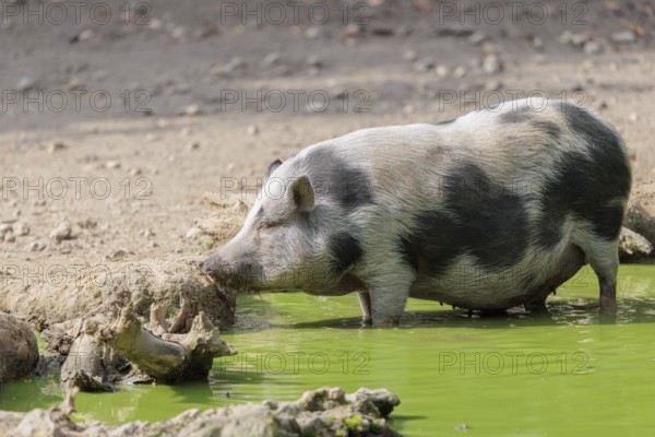 A female Vietnamese pot-bellied pig, Sus scrofa f. domestica, stands in a pond with green water and