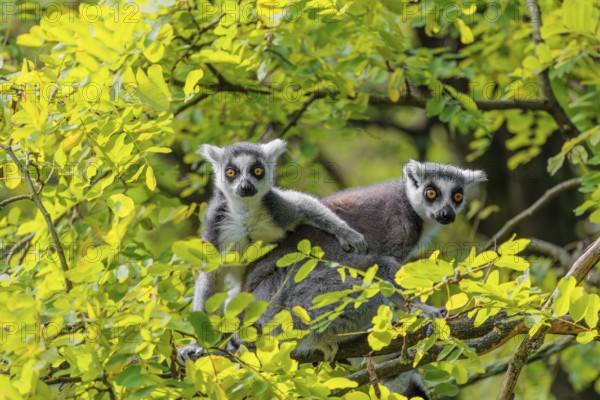 Two ring-tailed lemurs (Lemur catta) sit high up in a tree on a branch between fresh green leaves