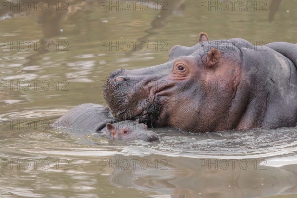 A baby hippopotamus (Hippopotamus amphibius) and its mother swimming in a river