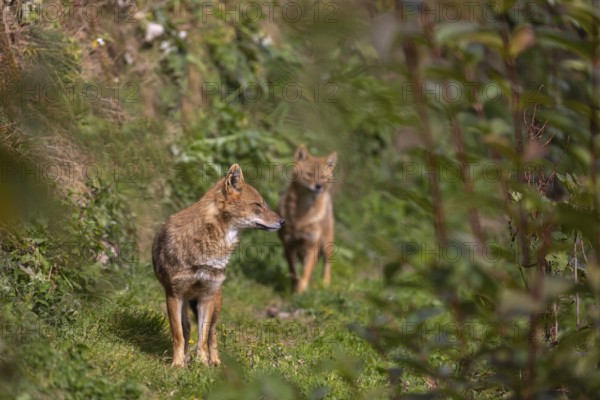 Two golden jackal (Canis aureus) walking through dense green vegetation