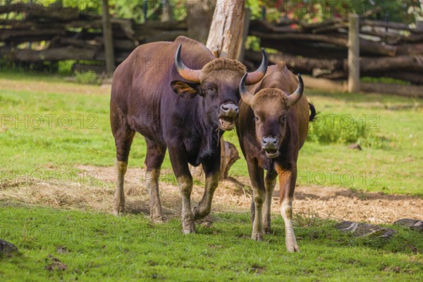A male and a female Gaur (Bos gaurus gaurus) stand side by side on a green meadow
