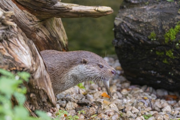 One Eurasian otter (Lutra lutra) resting on the pebbles of a river bank between a log and some