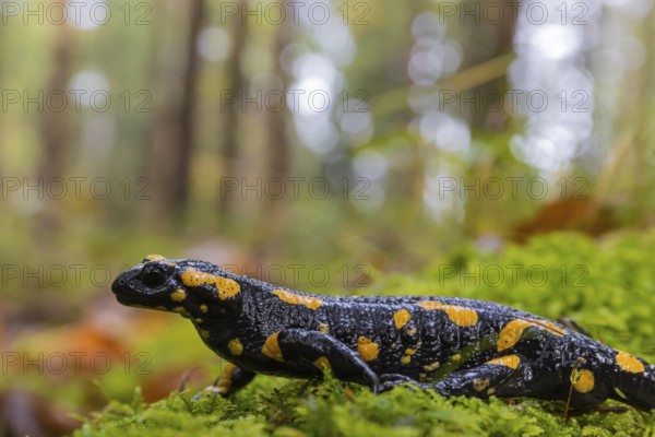 One fire salamander (Salamandra salamandra) walking over a mossy forest floor on a rainy day. IUCN