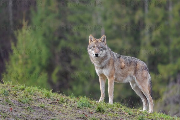 An adult female grey wolf (Canis lupus lupus) stands on a sloping meadow on a hill and observes the