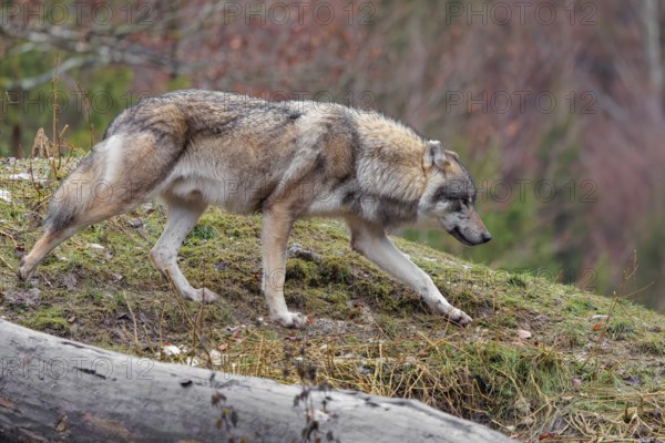 A male eurasian grey wolf (Canis lupus lupus) runs across a meadow down a hill