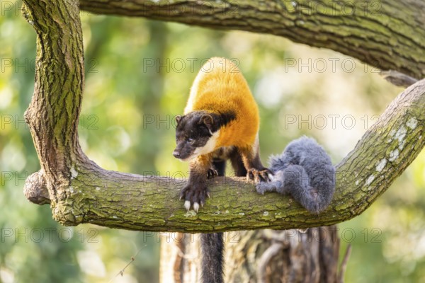 Yellow-throated marten (Martes flavigula) in a forest, captive, Germany, Europe