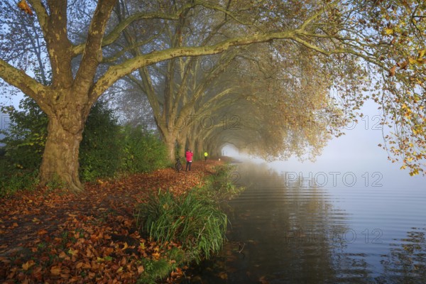Essen, North Rhine-Westphalia, Germany, Golden autumn at Lake Baldeney. Cyclists and joggers in the