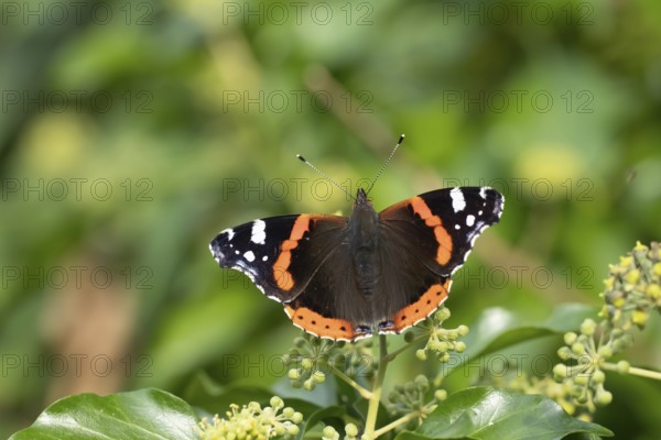 Red admiral butterfly (Vanessa atalanta) adult insect feeding on garden Ivy (Hedera helix) flowers