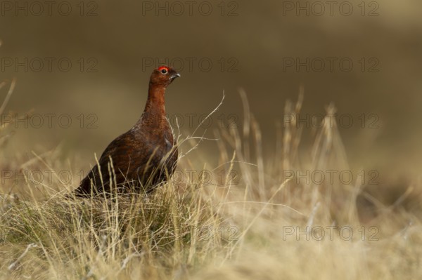 Red grouse (Lagopus lagopus scotica) adult bird on a hillside, Scotland, United Kingdom, Europe