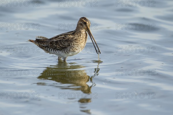 Common snipe (Gallinago gallinago) adult wading bird feeding in water of a shallow lagoon, England,