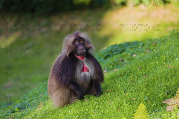 An adult male gelada (Theropithecus gelada), or bloodheart monkey, sits on a green meadow