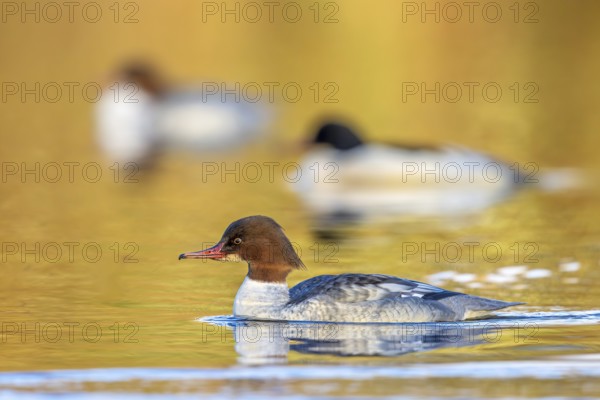 Common mergansers, goosanders (Mergus merganser merganser), two females swimming with male in lake