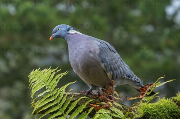 Common wood pigeon (Columba palumbus) perched on tree stump with fern in forest