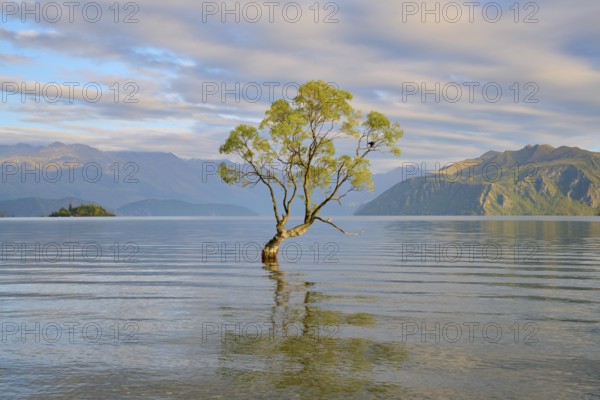 Single tree in the calm waters of a lake, surrounded by mountains, peaceful, Lake Wanaka, summer,