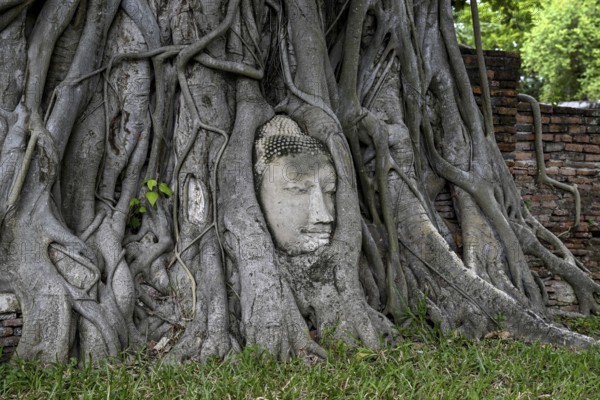 Sandstone Buddha head at the foot of a Bodhi tree in Wat Mahathat, Temple of the Great and Holy