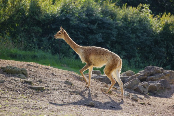 A vicuna (Lama vicugna) walks across the a rocky slope in a backlit scene