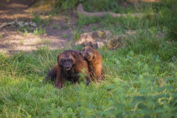Two wolverine (Gulo gulo) fight each other on a green meadow at a forest edge
