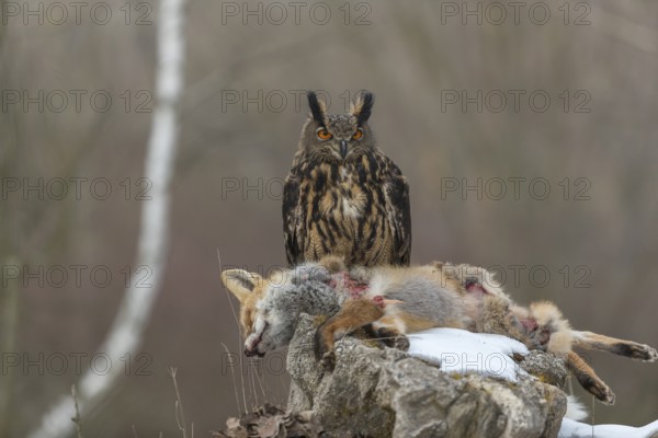 One Eurasian Eagle Owl, Bubo bubo, perched on a carcass of a red fox lying on a rock. A forest in