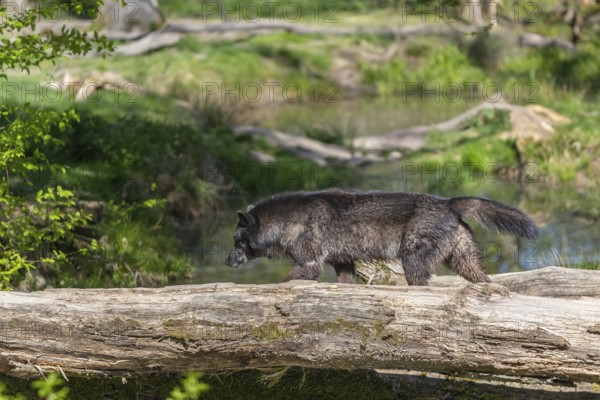 One Timberwolf, Canis lupus lycaon, walking over a fallen tree to cross a creek. Trees, creek and
