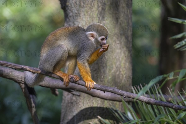 One baby Central American squirrel monkey, Saimiri oerstedii, climbing through bushes. Green