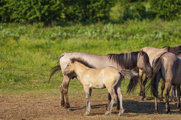 A herd of tarpans (Equus ferus) stands in a clearing in the Masuria tarpan horse reserve, belonging