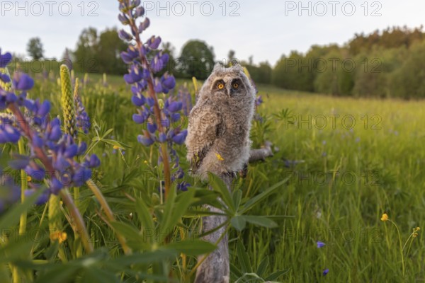 One young long-eared owl (Asio otus), sitting on a branch that is lying in a field of flowering