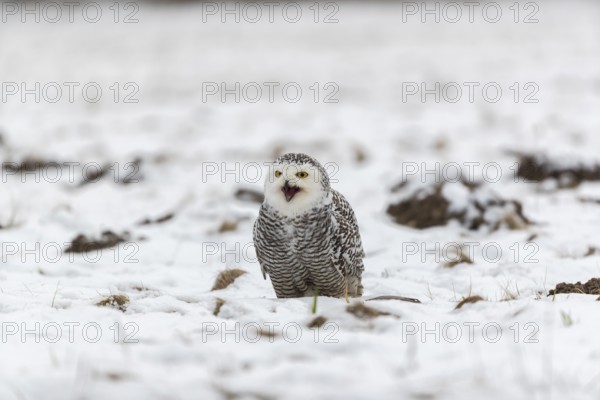 One snowy owl, Bubo scandiacus, Bubo scandiaca, Nyctea scandiaca sitting on a snowy meadow,