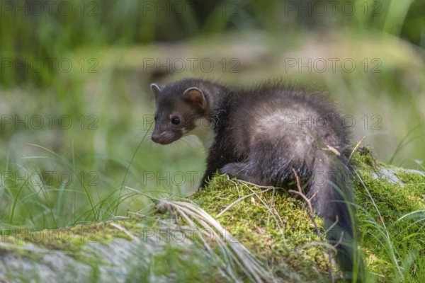 One beech marten (Martes foina), playing on the forest floor between green vegetation