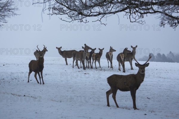 A herd of red deer standing on a snow covered meadow on a foggy day