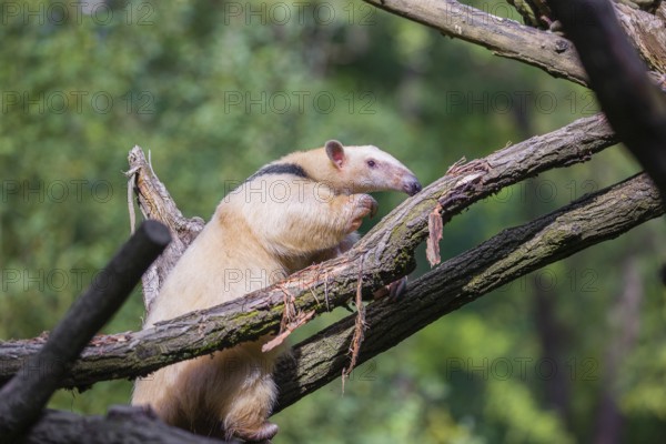 One southern tamandua (Tamandua tetradactyla), climbs up a tree in a forest