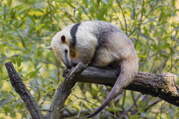 One southern tamandua (Tamandua tetradactyla), climbs up a tree in a forest