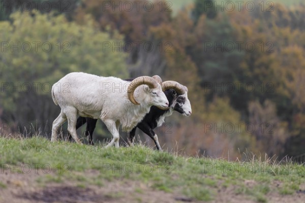 Two male snow sheep (Ovis nivicola), or Siberian bighorn sheep walk over a meadow, side by side