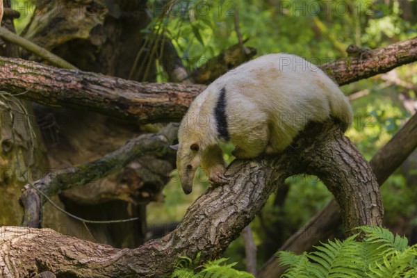 A southern tamandua (Tamandua tetradactyla), climbs in a tree in a forest