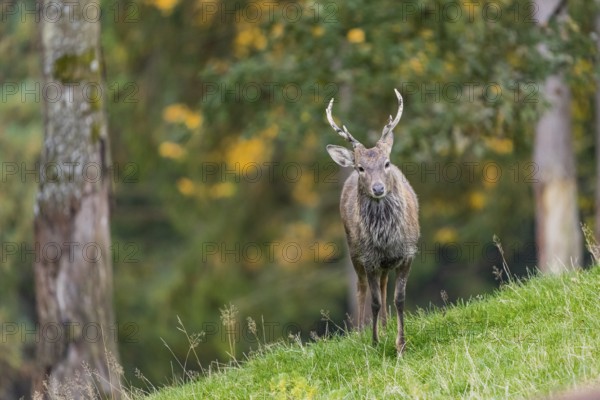 One male Manchurian sika deer or Dybowski's sika deer (Cervus nippon mantchuricus or Cervus nippon