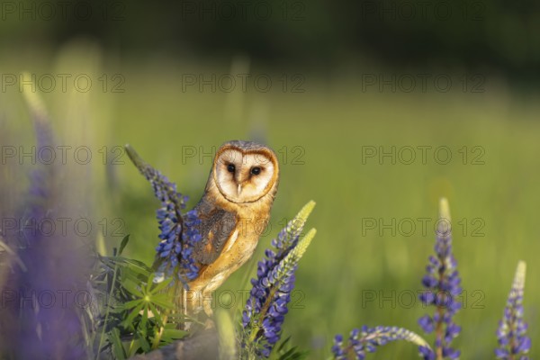 One barn owl (Tyto alba) sitting on a branch lying in a field of flowering lupines in late evening