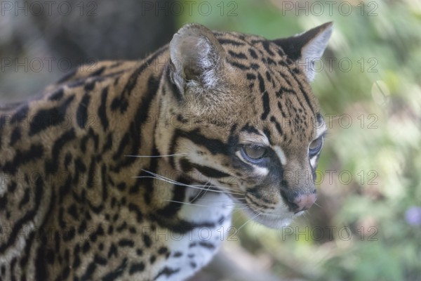 One Ozelot, Leopardus pardalis, frontal portrait with green vegetation in the background