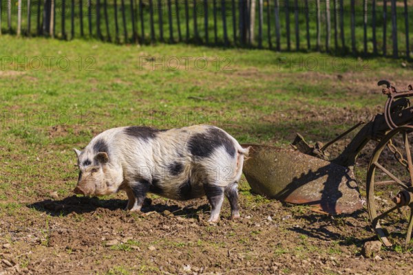 One Minipig, Sus scrofa domesticus, stands in a meadow, searching for food