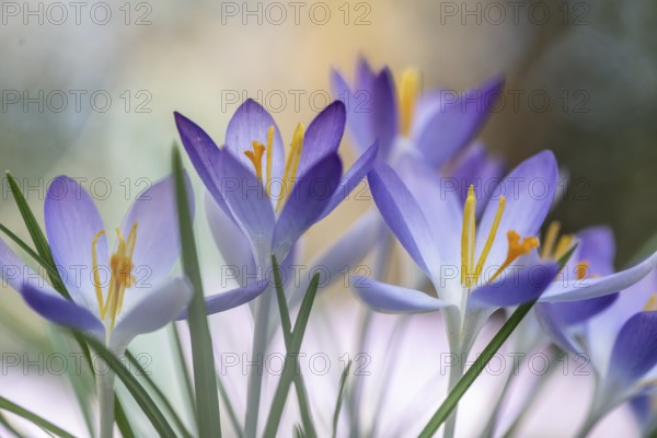 Elf crocus (Crocus tommasinianus), Emsland, Lower Saxony, Germany, Europe