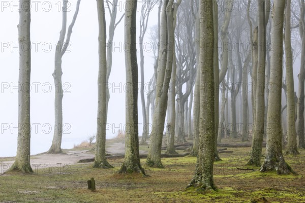 Beech trees in mist, shaped by strong winds, at Ghost Wood, Gespensterwald along the Baltic Sea