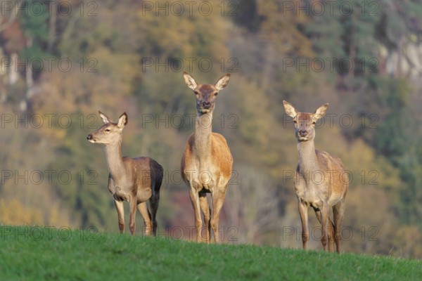 Two adult red deer hinds (Cervus elaphus) and a calf are standing in a meadow in the beautiful