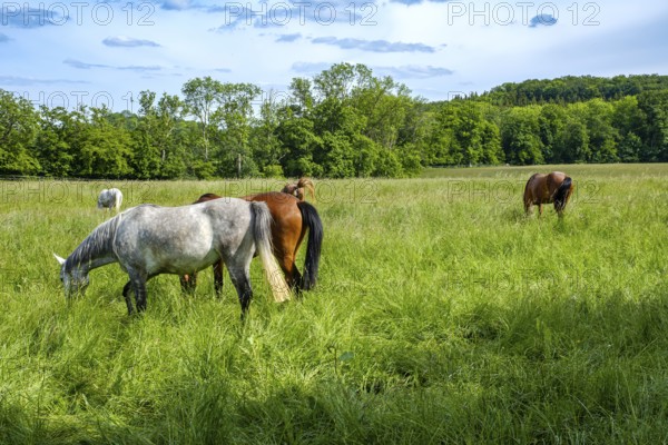 Young horses grazing in the paddocks of the Marbach Principal and State Stud's foal farm in St.