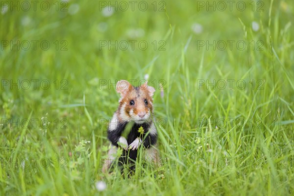 A European hamster (Cricetus cricetus), Eurasian hamster, black-bellied hamster or common hamster,