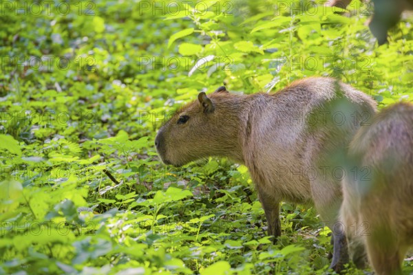 A (greater) capybara (Hydrochoerus hydrochaeris) searches for food in the dense riparian vegetation