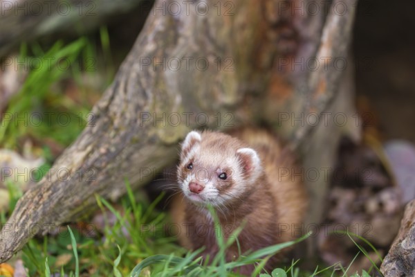 A male ferret (Mustela putorius furo) sits at a dead root of a tree, looking around