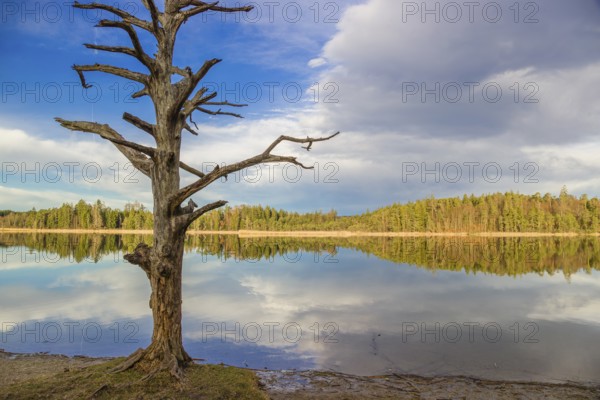 Lake Fohnsee of the Ostersee-group in early morning light